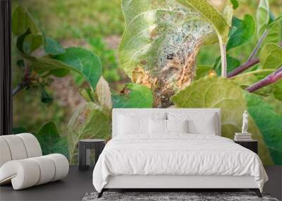 web pests on the leaves of Apple trees, Russia. Wall mural