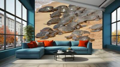 Large group of turtles resting on a sandy beach in Maui, Hawaii Wall mural