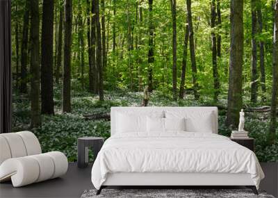 Wildflowers on the forest floor of a northern michigan woodland Wall mural