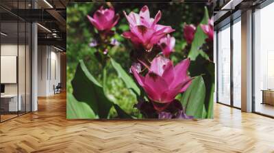 Beautiful pink ginger flowers in the garden   Wall mural