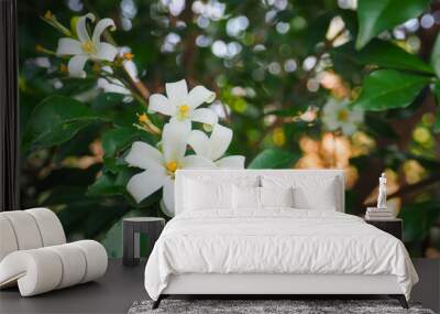 Beautiful white flowers in the garden at home, natural freshness Wall mural