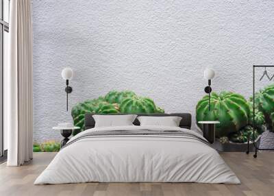 Cactus in a white pot on a cement background in front of the house Wall mural