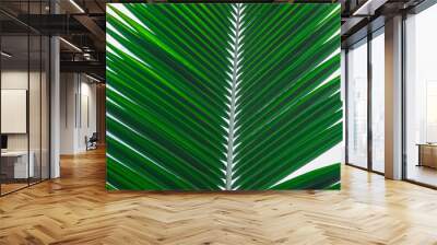 Fresh coconut leaves for a rainy or summer background.         Wall mural