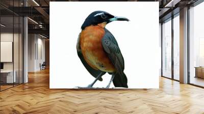 Beautiful colored bird with white background. with Generative AI technology	
 Wall mural