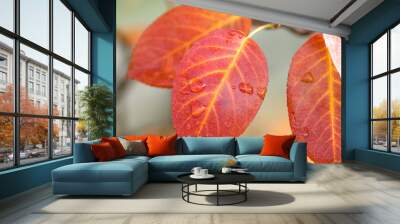 autumn branch of tree Wall mural