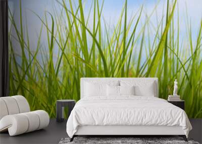 Green grass and the blue spring sky Wall mural