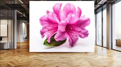 Photo of Rhododendron flower isolated on white background Wall mural