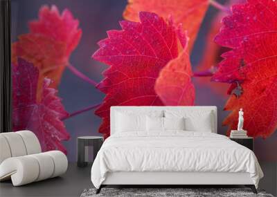 Autumn grapes with red leaves, the vine at sunset is reddish yellow. Wall mural