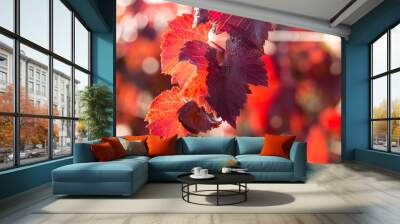 Autumn grapes with red leaves, the vine at sunset is reddish yellow Wall mural