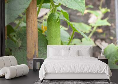 close up of cucumber plant in vegetable garden Wall mural