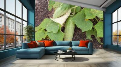 cucumber plant in farm Wall mural