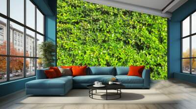 Green leave texture with edit light and color Wall mural