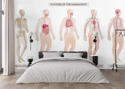 The vector illustration Human Body Systems Circulatory, Skeletal, Nervous, Digestive systems Wall mural