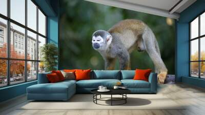 Amazon Monkey Wall mural