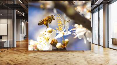 Flying honey bee collecting pollen from tree blossom. Wall mural