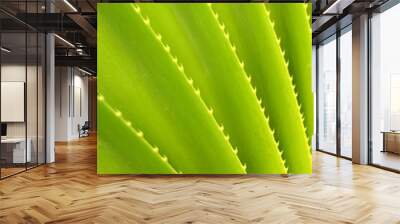 Abstract Background Texture Of Tropical Plant Wall mural