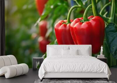 112. **A close-up of vibrant red bell peppers on the vine. Wall mural