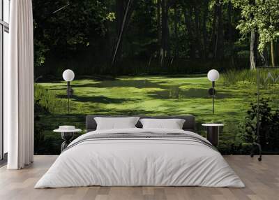 13. A serene yet foreboding swamp with toxic algae covering the water surface Wall mural