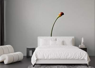 139. A single, bright red cherry isolated on a light gray background Wall mural