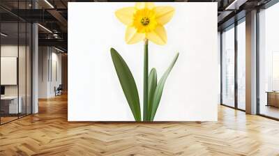 237. A single bright yellow daffodil isolated on a smooth white background Wall mural