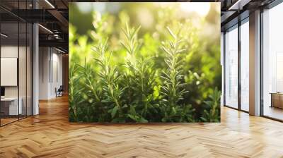 61. **A close-up of fresh herbs like rosemary and thyme growing in a garden. Wall mural