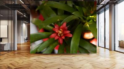  Guzmania lingulata remain for about 3-4 months, then gradually fade and continue to grow side shoots to form a new Guzmania lingulata.
Guzmania lingulata is good in the office and outdoors,
 Wall mural