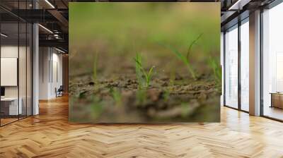 Zoysia Tenuifolia is often used to cover the ground of hills,Zoysia Tenuifolia open spaces, between rocks and around ponds, small needles create a beautiful green carpet. Wall mural