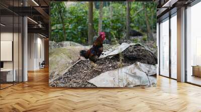 The Bangladeshi rooster, also known as the Desi murgi, is a popular domestic bird in Bangladesh. They are characterized by their glossy black feathers, vibrant red comb, and long spurs on their legs. Wall mural