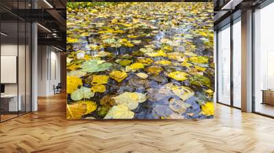 autumn park landscape with colorful yellow leaves floating on a water surface. Wall mural