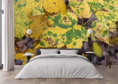 closeup view of autumnal yellow leaves in forest. natural background. fall season Wall mural