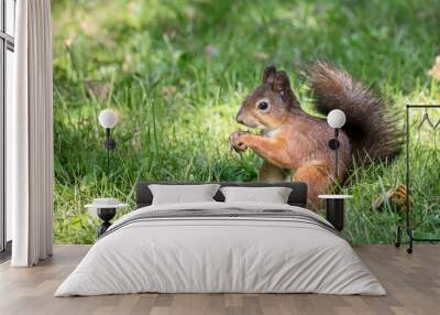 fluffy red little squirrel sitting in green grass near sackcloth bag of hazelnuts Wall mural