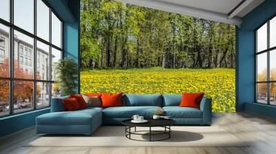 green meadow with yellow blooming dandelions on a sunny day. spring park landscape. Wall mural