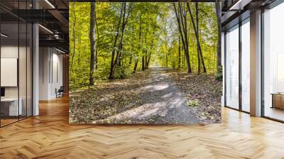 picturesque autumn forest landscape with footpath on bright sunny day. panoramic view. Wall mural