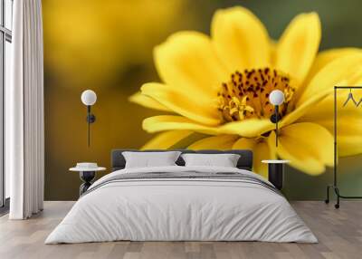 yellow aster flower blooming in spring. beautiful flower macro view Wall mural