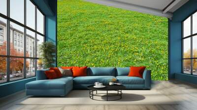 yellow dandelions field. spring rural landscape. aerial photo from flying drone Wall mural