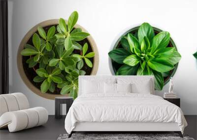 Set of a green plant flowerpot, on a transparent background Wall mural