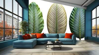 beautify leaves Illustrated on transparent background, from different tree species like chestnut, oak, birch
 Wall mural