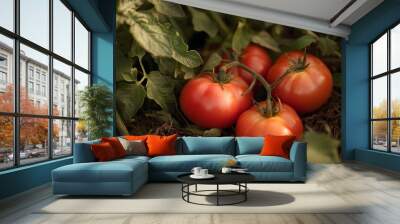 Fresh tomatoes picked from the bush, garden fresh ripe red tomatoes freshly Wall mural