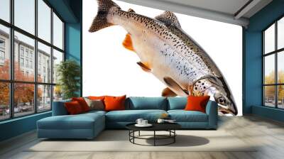 Freshly caught trout displayed on a clean surface, cut out - stock png. Wall mural