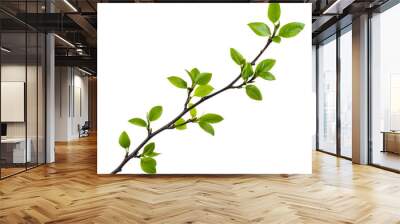 Green branch with leaves on white, cut out - stock png. Wall mural