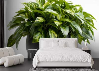 Lush variegated pothos plant in a textured black pot, cut out - stock png. Wall mural