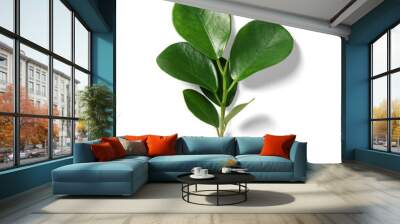 Ficus Leaves Wall mural