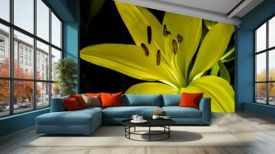 yellow lily flower  Wall mural