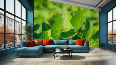 Soybeans on a sunny day Wall mural