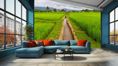 Irrigation canal in rice fields Wall mural