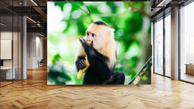 Monkey Eating Banana Peel in Costa Rica Wall mural