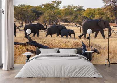 African Elephants in Etosha National Park in Namibia, Africa. Wall mural