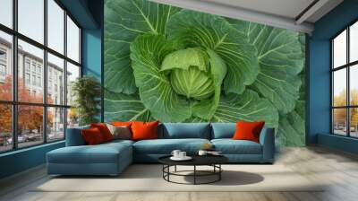 Green cabbage with dew drop in organic farm / closeup texture of healthy food ingrediant Wall mural