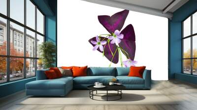 isolated purple oxalis flowers with clipping path on white background a closeup of beautiful little flower bouquet with butterfly leaf for garden decoration Wall mural