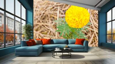 Top view of yellow marigold flower in plantation with blurred ba Wall mural